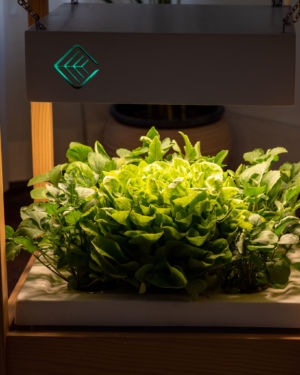 منضدة زراعية لوكس