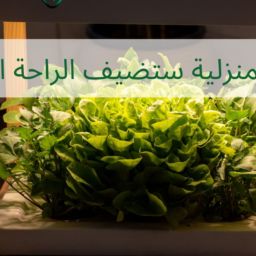 المزرعة المنزلية لبيتك