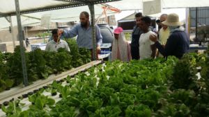 urban social farming