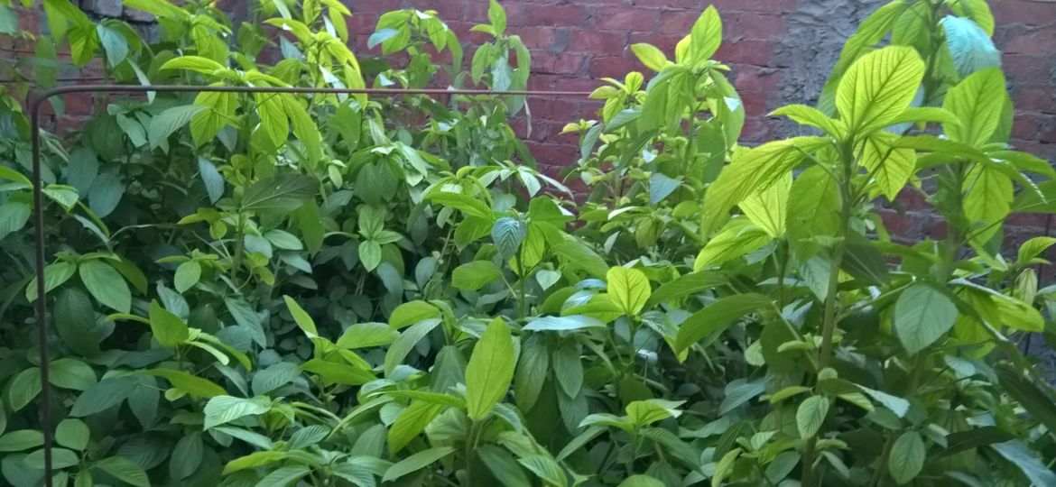 WP_20150825_18_21_34_Pro