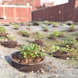 Rooftop Farming in Egypt
