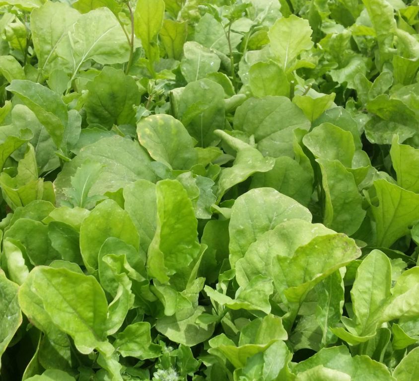 الأطفال ذوي الإعاقة