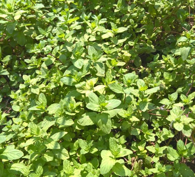 WP_20160903_12_12_22_Pro