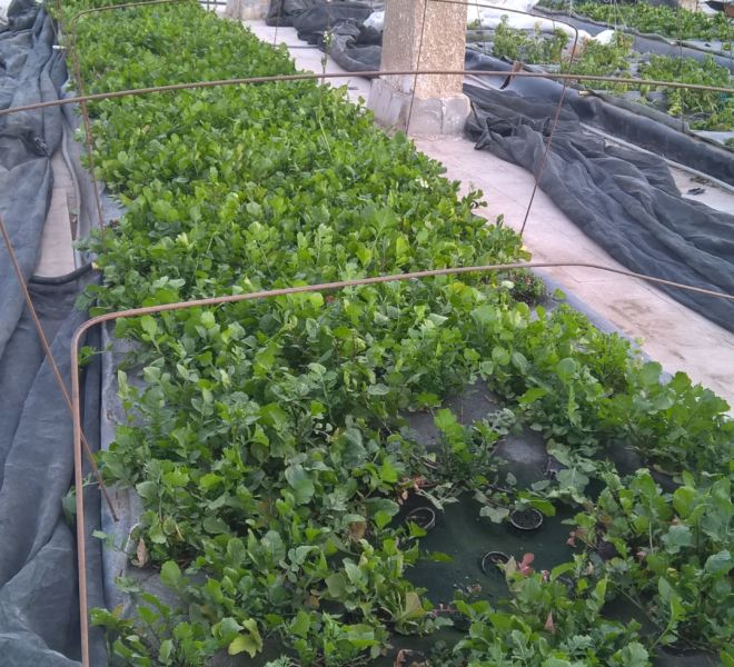 WP_20170111_16_44_09_Pro