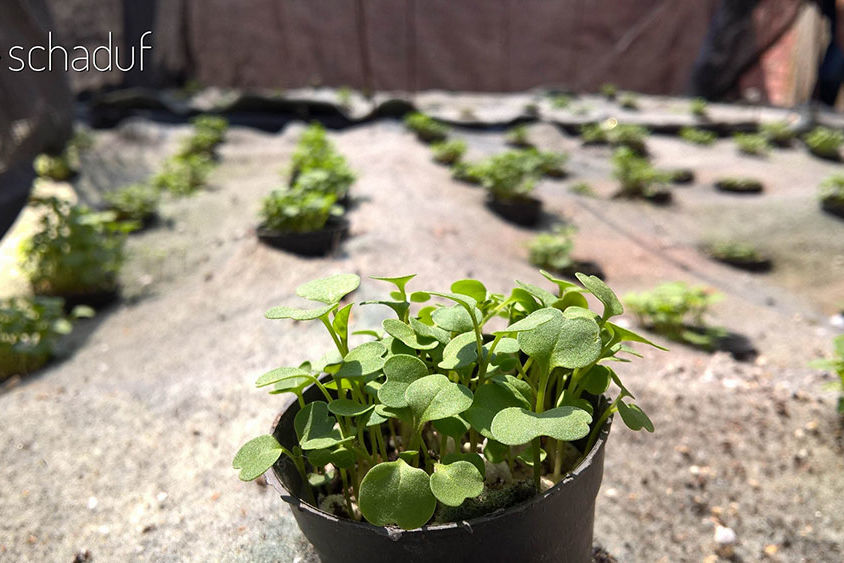 عزبة النصر1